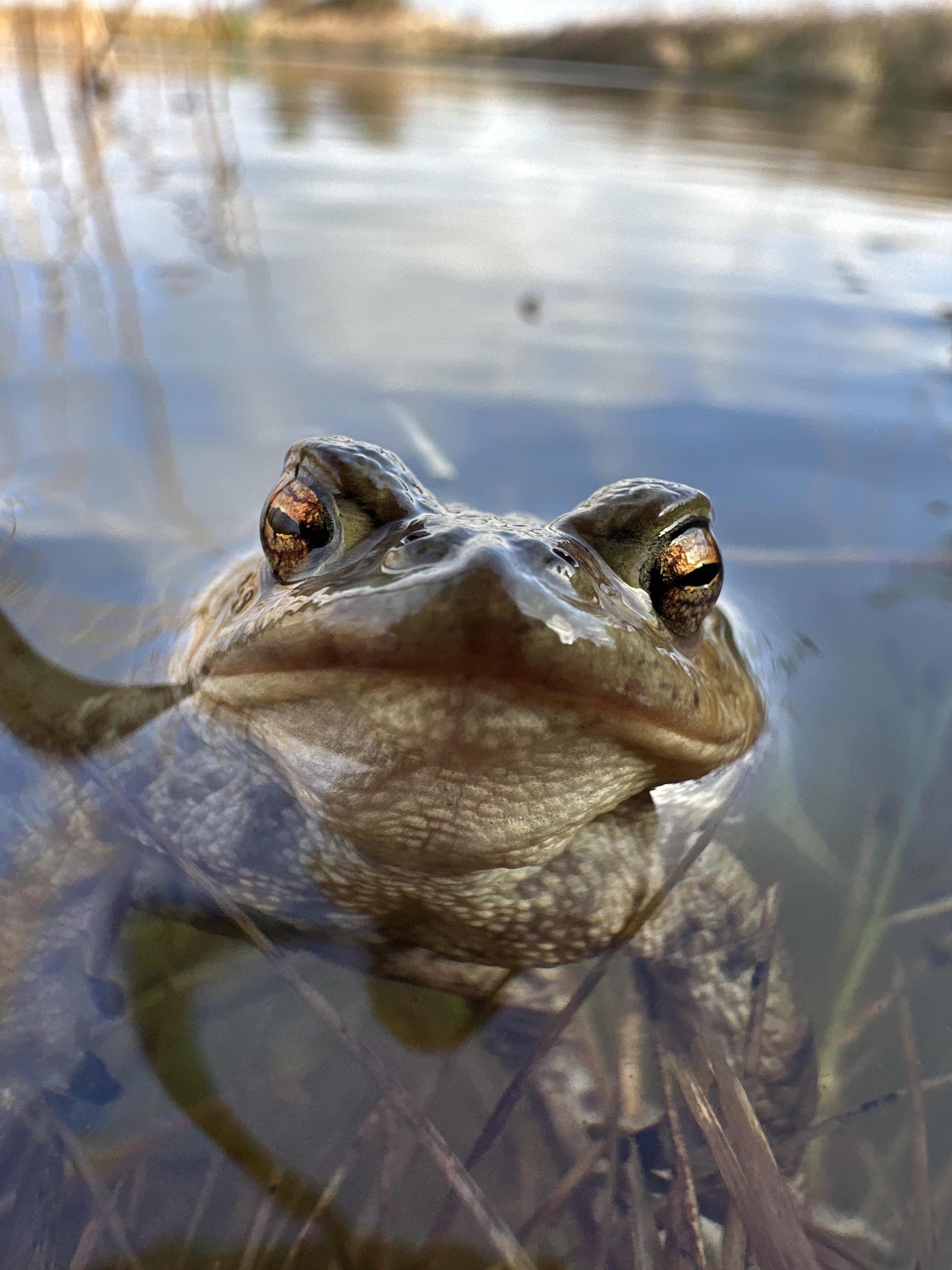 toadportrait