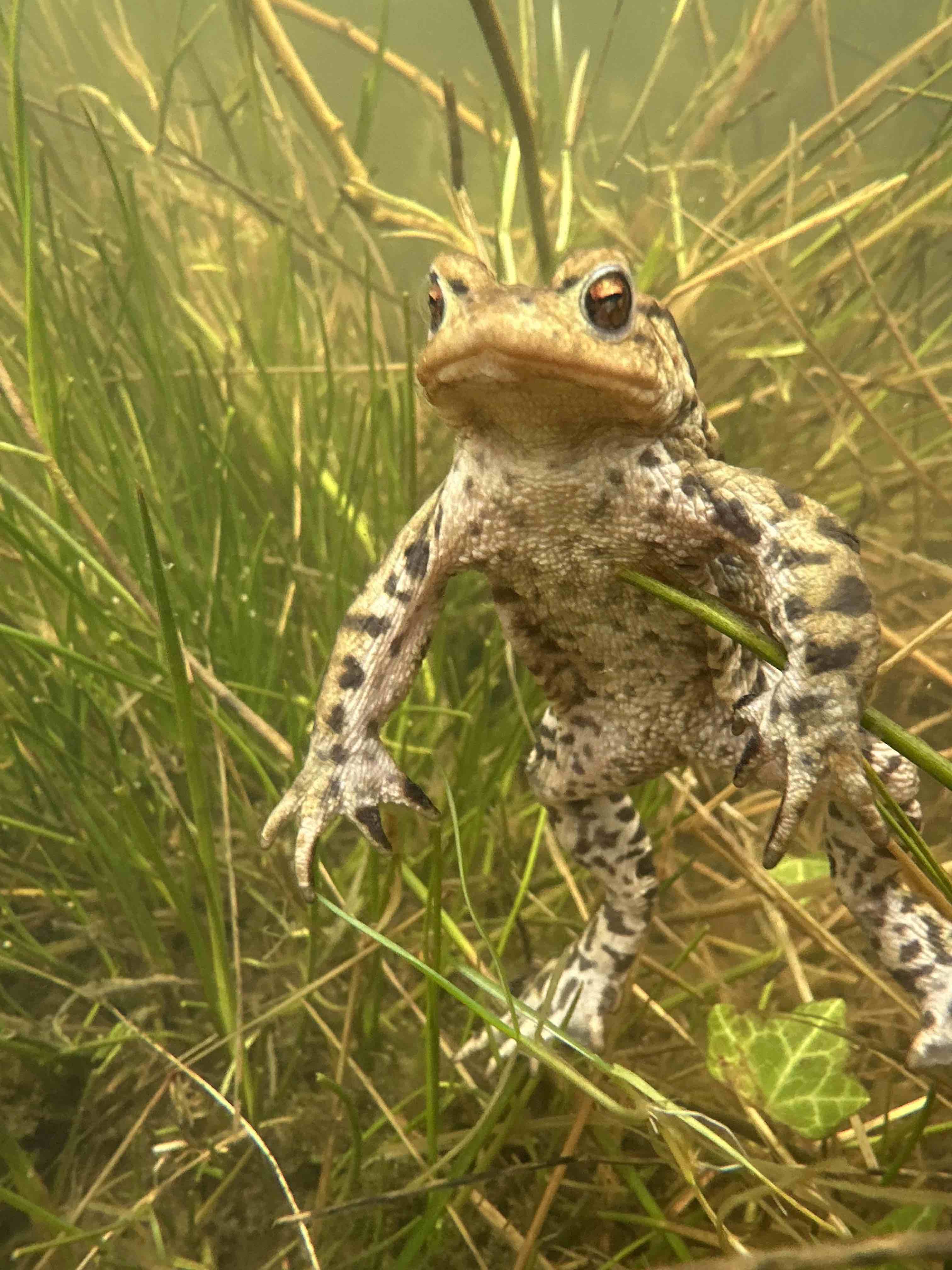 underwatertoad1