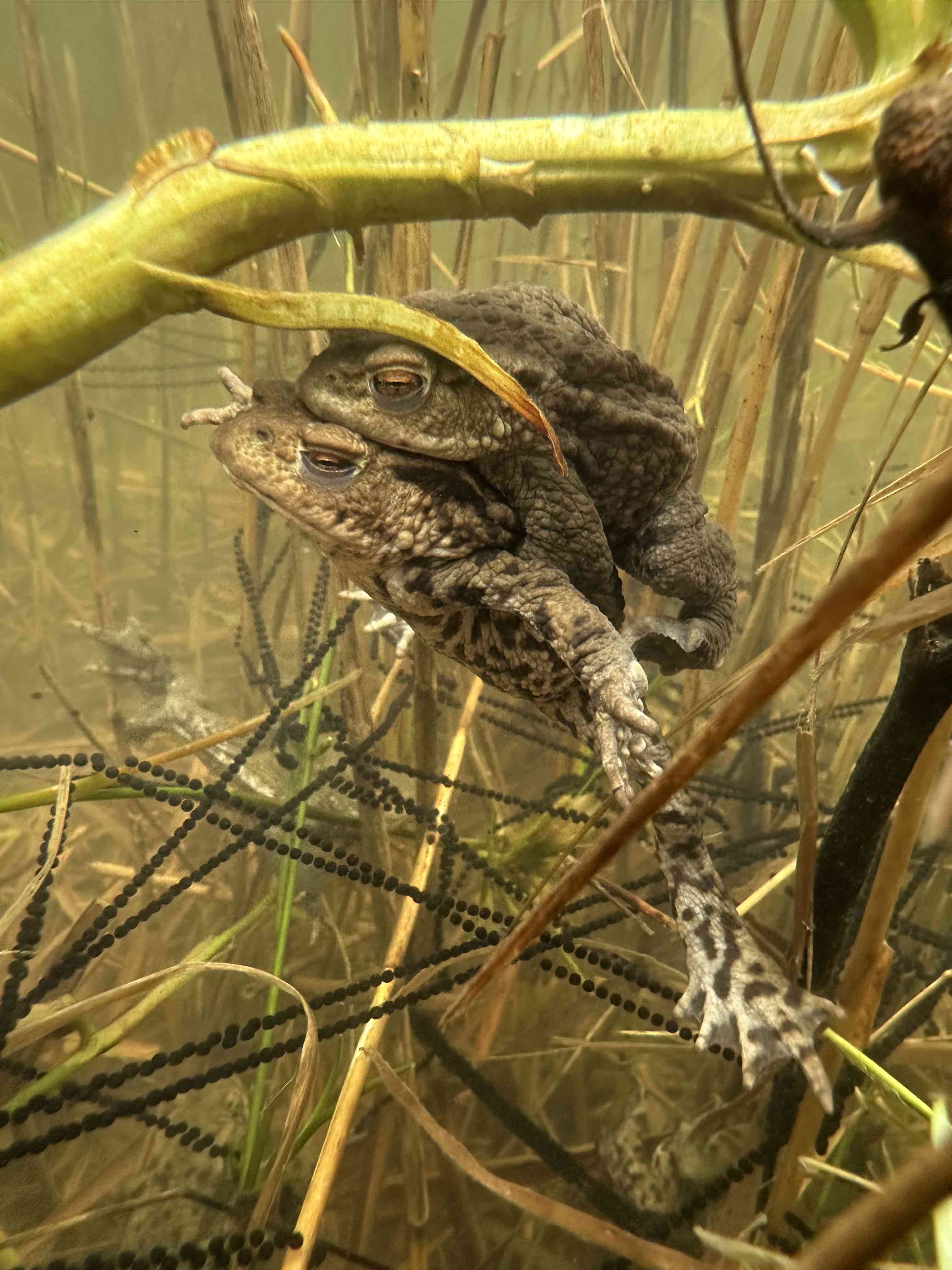 wildpondspawn