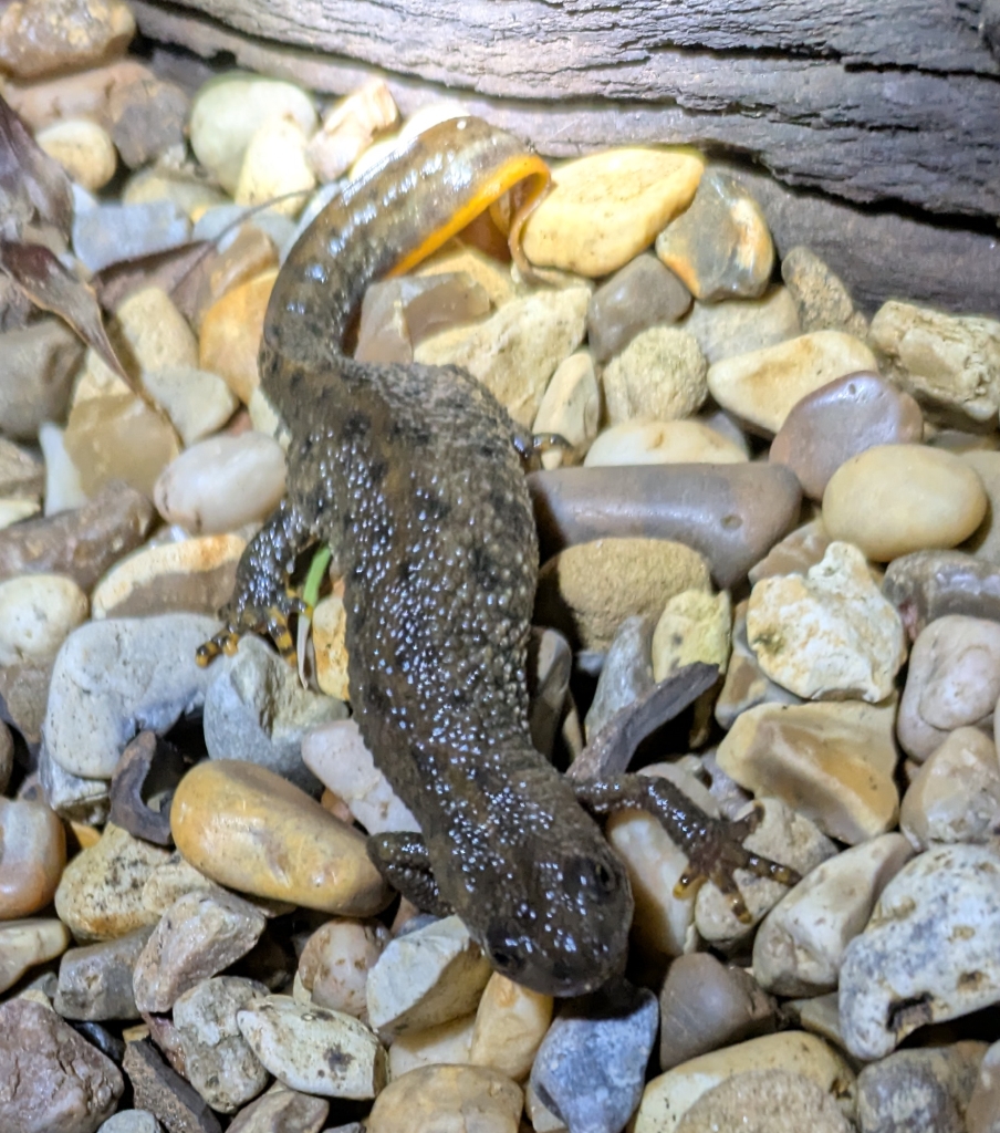 GCN female out of the pond