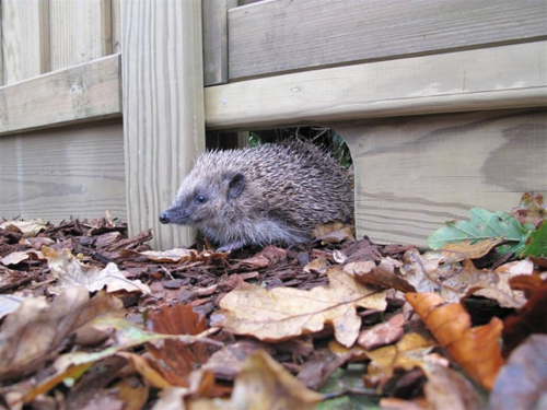 HedgehogHole